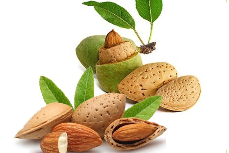 بادام اسپانیا_ آرتین نهال