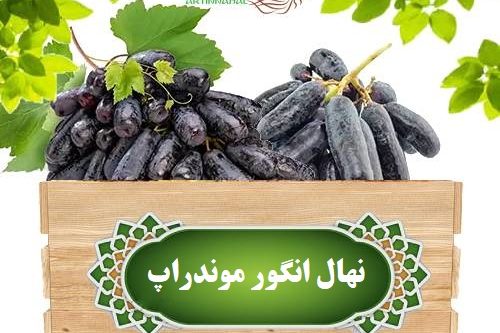 نهال انگور موندراپ – Copy