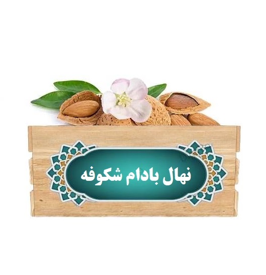 نهال-بادام-شکوفه